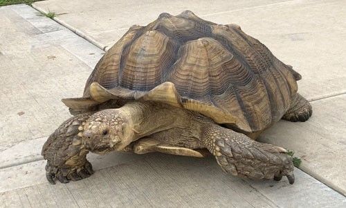 tortoise